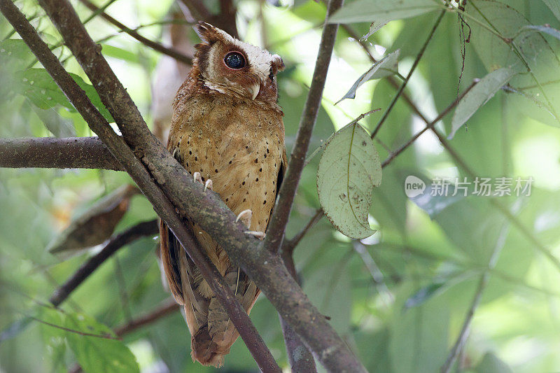 夜行鸟:成年白额镜鸮(Otus sagittatus)。